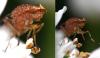 Suillia umbratica